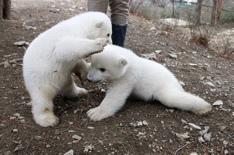 Adorable polar bear cubs play at S Russia zoo - CGTN