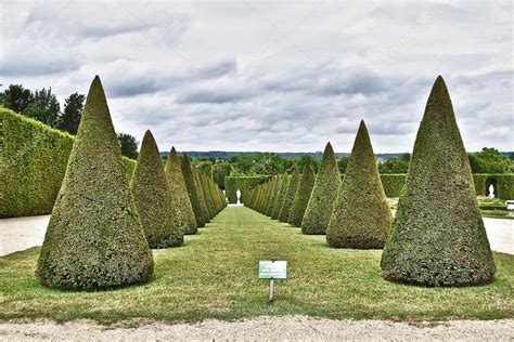 Cone shaped trees | Cone-shaped trees — Stock Photo © fotosmail #23544289