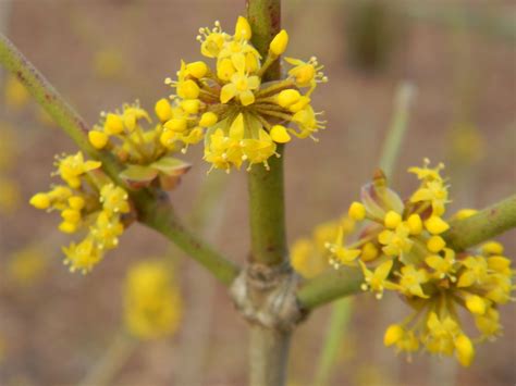 Cornus mas (Cornelia-Cherry, Cornelia-Cherry Dogwood, Cornelian Cherry ...