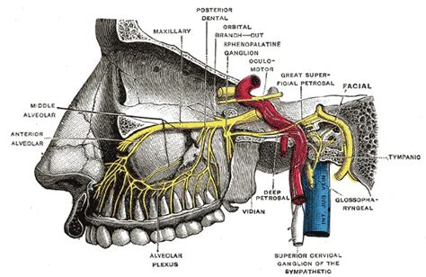 [Figure, The Trigeminal Nerve, Alveolar branches...] - StatPearls ...