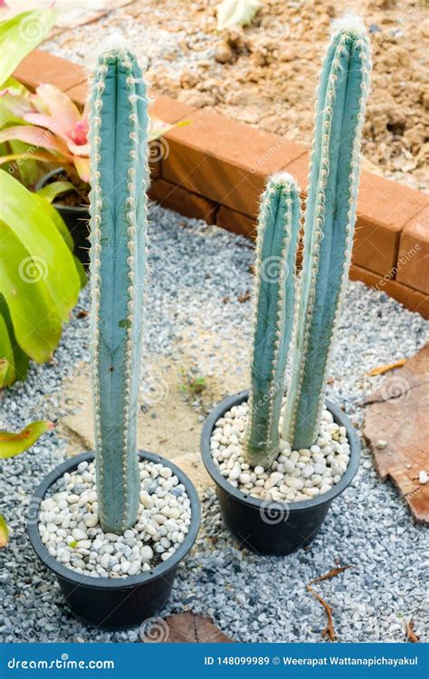 Tall Cactus in the Garden stock image. Image of long - 148099989