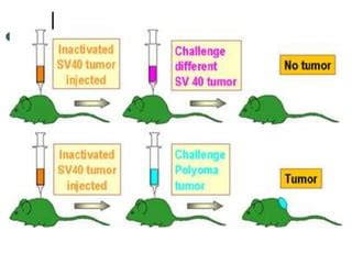 TUMOR IMMUNOLOGY.ppt