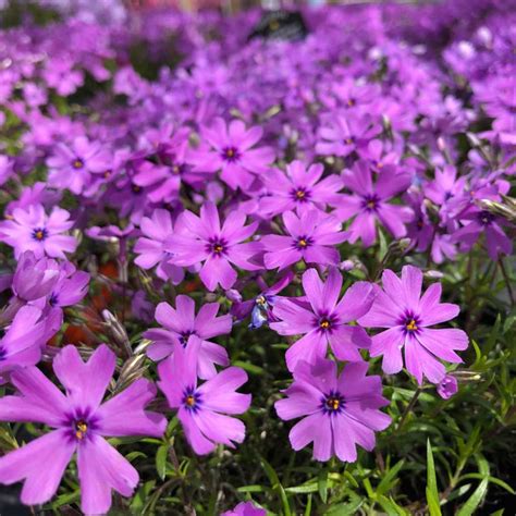 Creeping Phlox - Phlox subulata 'Purple Beauty'