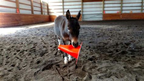 Mini mule!!; image from the american mule association | Mules, Dogs ...