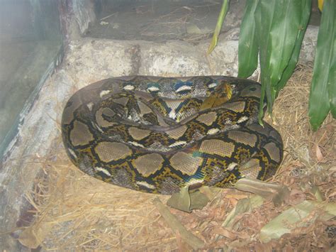 reticulated python (Python reticulatus) - ZooChat