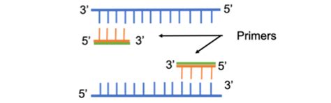 Addgene: Protocol - How to Design Primers