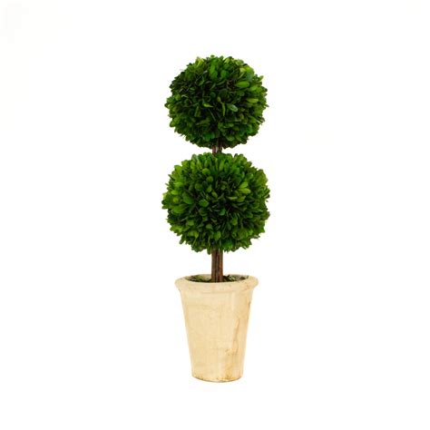 Boxwood Topiary Double Ball Preserved 20 Inch - Etsy