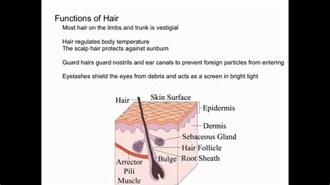 Hair Follicle Structure Ingrown Infected Folliculitis Lump Swollen ...