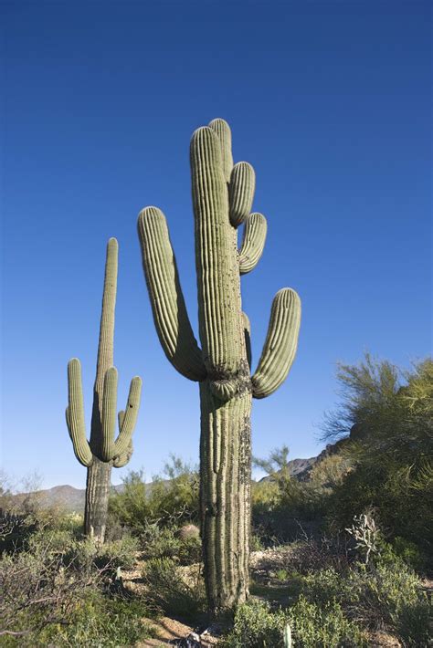 Candelabra Cactus Toxicity in Cats