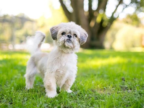 Shih Tzu: Breed Information & Care Guide | All Things Dogs