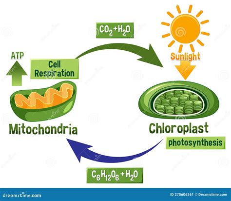 Photosynthesis and Cellular Respiration Diagram Stock Vector ...