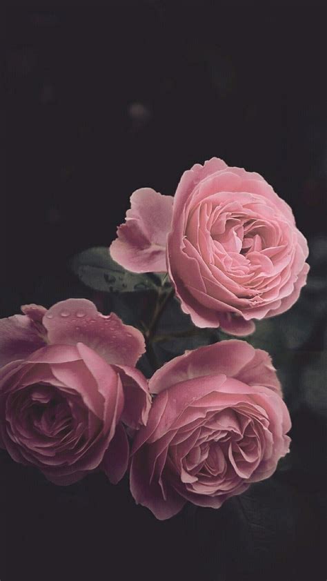 Aesthetic Black Rose Wallpapers - Wallpaper Cave