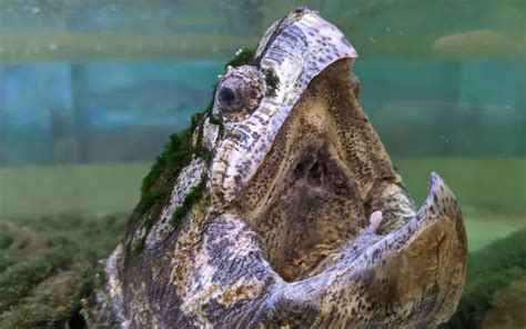 Alligator Snapping Turtle Bite - Why is So Dangerous? - Reptile Jam