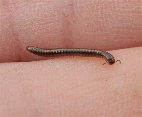 Wildlife on our allotment: Tiny Millipede