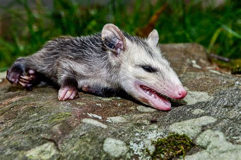 Opossum Playing Dead Stock Photo - Download Image Now - iStock