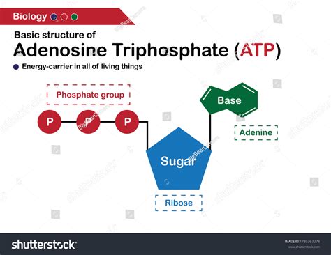 Atp Structure Labeled