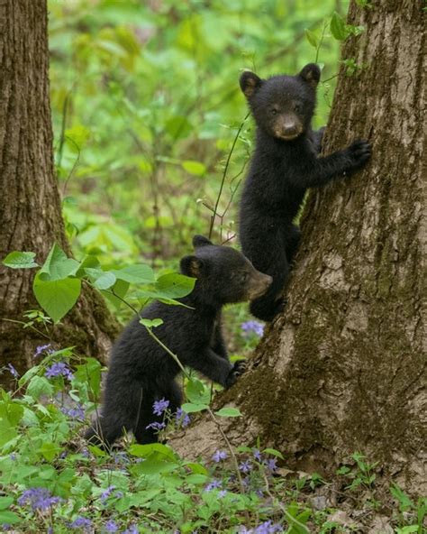 6,366 Black Bear Cubs Tree Royalty-Free Images, Stock Photos & Pictures ...