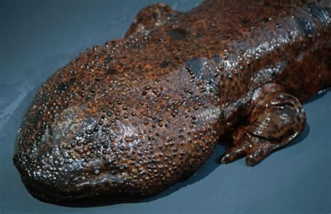 Japanese Giant Salamander Archives - Reptile Craze