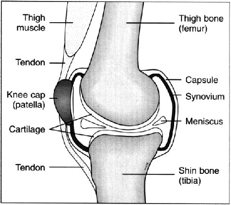 3: The disease free knee joint in a human (cross-section view ...