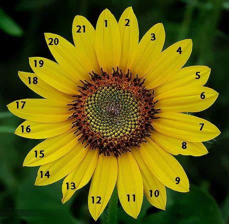 Flowers - The Fibonacci Sequence