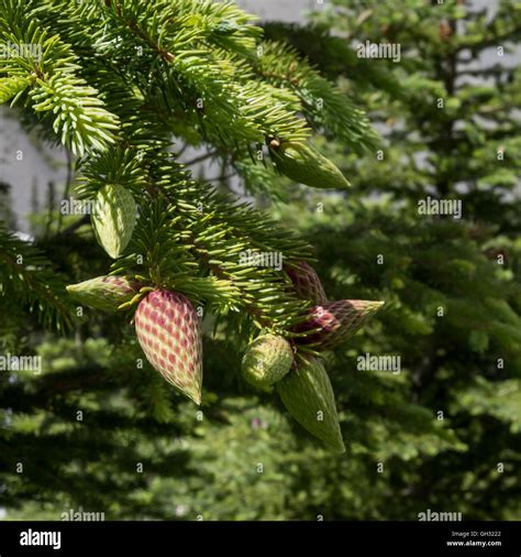 Cone Shaped Trees Stock Photos & Cone Shaped Trees Stock Images - Alamy