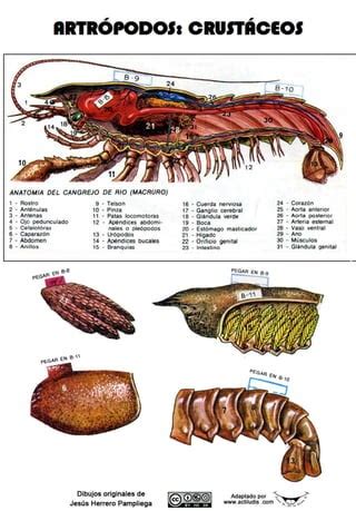 Cangrejo de rio recortable | PDF