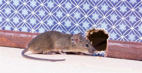 Control Rodents: Tips for Effective Rodent Control & Elimination