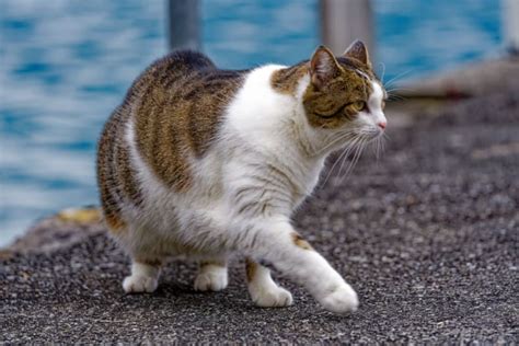 Is Your Cat Overweight? Signs, Symptoms & What to Do | Rochester Vets