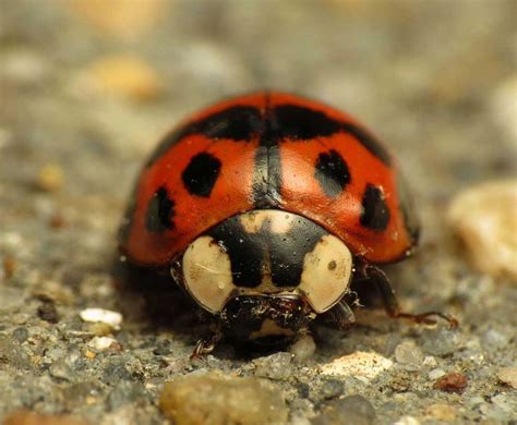 Are ladybugs Poisonous? - Learn About Nature