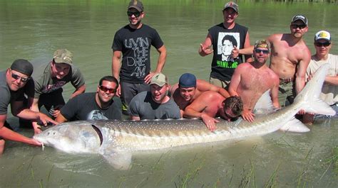 Best Sturgeon Fishing Charters Canada, Fraser River, BC | SturgeonHunter