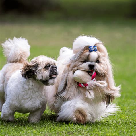 Shih Tzu - What Dog Breed