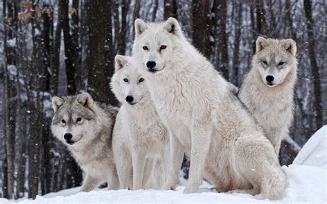 wolf, Wildlife, Animals, Snow Wallpapers HD / Desktop and Mobile ...