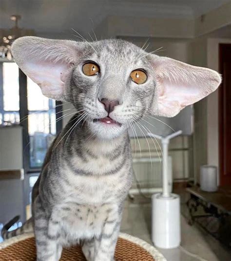 this large eared cat : r/oddlyterrifying