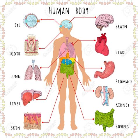 Science 3º Primaria Pedro I: Body parts and body organs