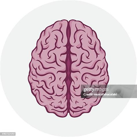 Left Brain Right Brain Illustration Photos and Premium High Res ...