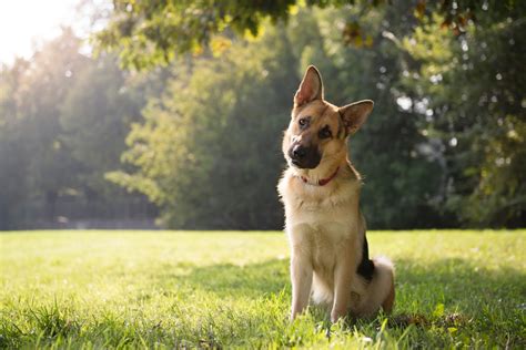 18 of the Smartest Dog Breeds | PetMD