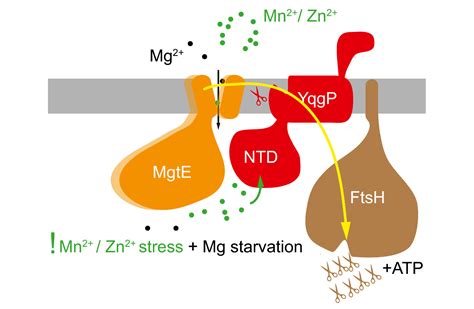 A bacterial rhomboid protein exhibiting both protease and ...