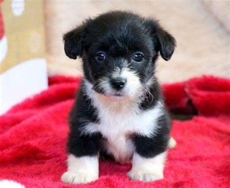 Free Puppy For Adoption Near Me - Pets Lovers