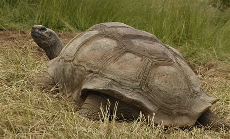 Aldabra tortoise | Smithsonian's National Zoo