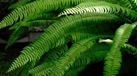 37 Beautiful Fern Varieties for Your Garden