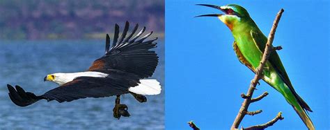 Attractions in Lake Baringo Kenya | Lake Baringo | Kenya Birding Paradise