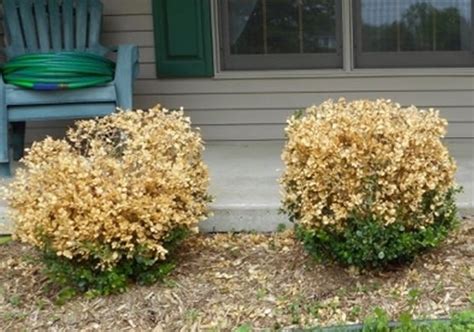 [64+] Deer Resistant Evergreen Shrubs Zone 5 Liste Télécharger | Unique ...