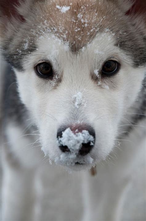 Cute Husky Puppies In Snow Wallpaper | HQ Wallpapers