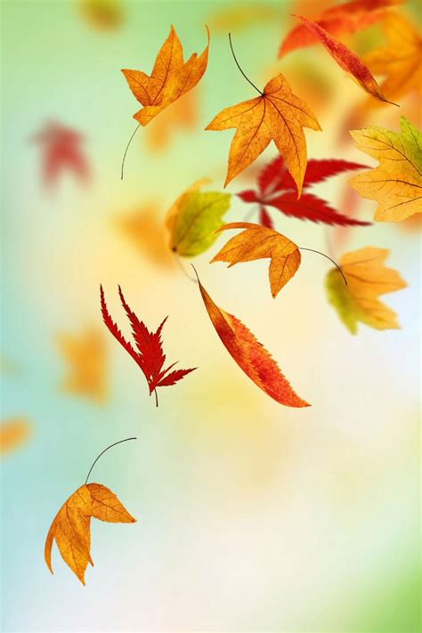 Fall Leaves Wallpaper iPhone - WallpaperSafari