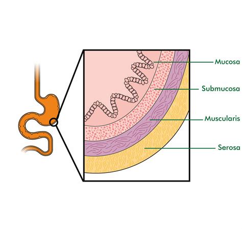 What are the layers of the gastrointestinal tract? What are their ...