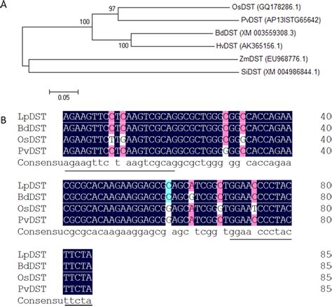 Phylogenetic analysis of six DSTs and the conserved nucleotide sequence ...