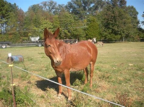 Sassy Mule Adult - Adoption, Rescue for Sale in Archers Lodge, North ...