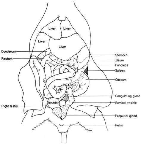 Humilde Desprecio Compuesto mouse anatomy gatito Sobriqueta Estrictamente