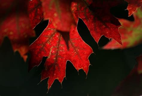 Red Autumn Leaves Royalty-Free Stock Photo