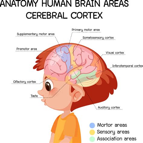 Cerebral Cortex Diagram Function Simple Cerebral Cortex